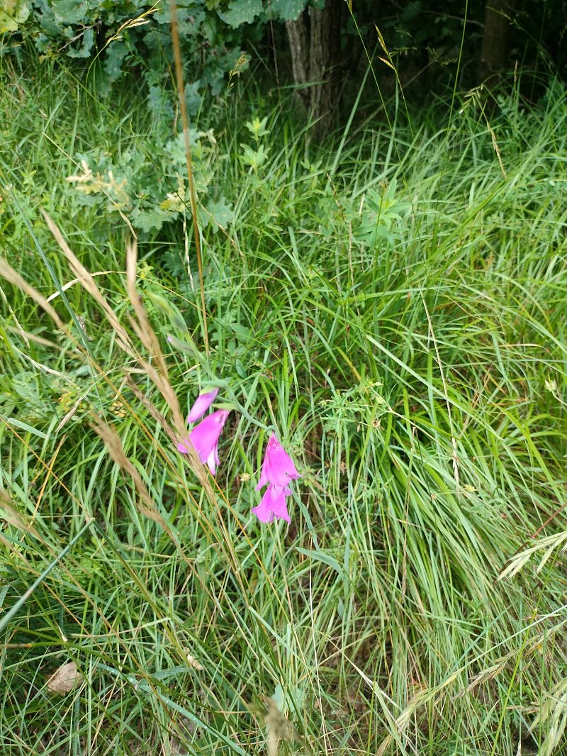 Gladiolus palustris  - Stefano Tolusso (FVG)