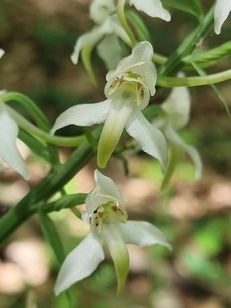 Platanthera chlorantha  - Pere Espinet