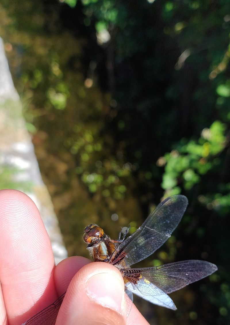 Libellula depressa  - Battisti Andrea