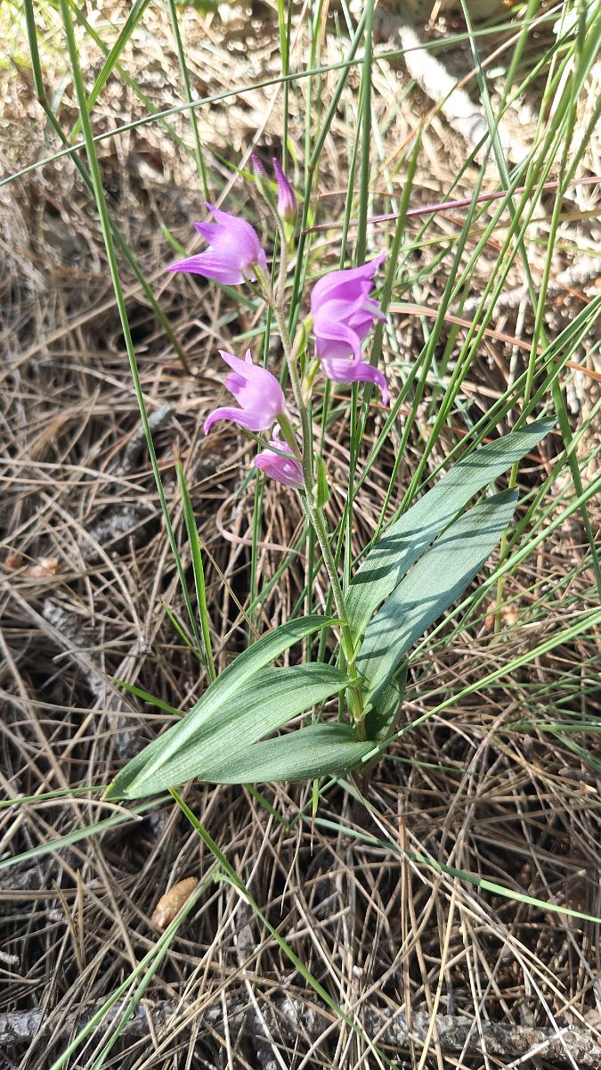 Cephalanthera rubra  - Enric Bringués