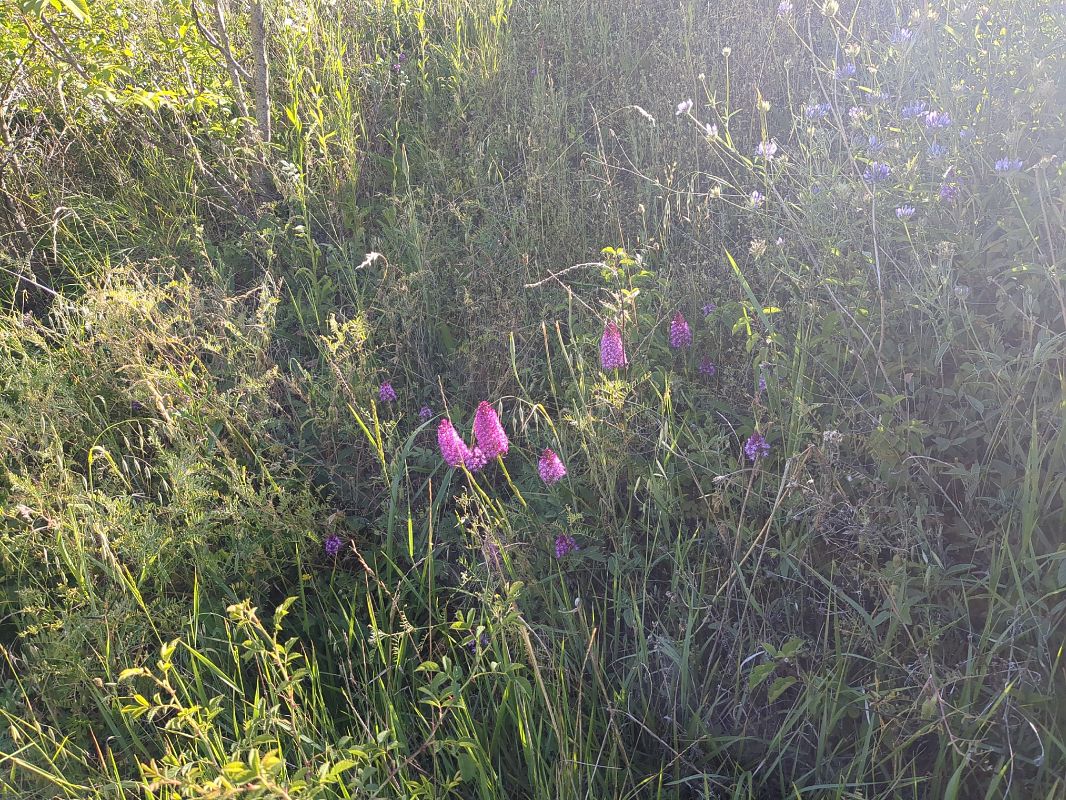 Anacamptis pyramidalis  - Claire Fremeaux