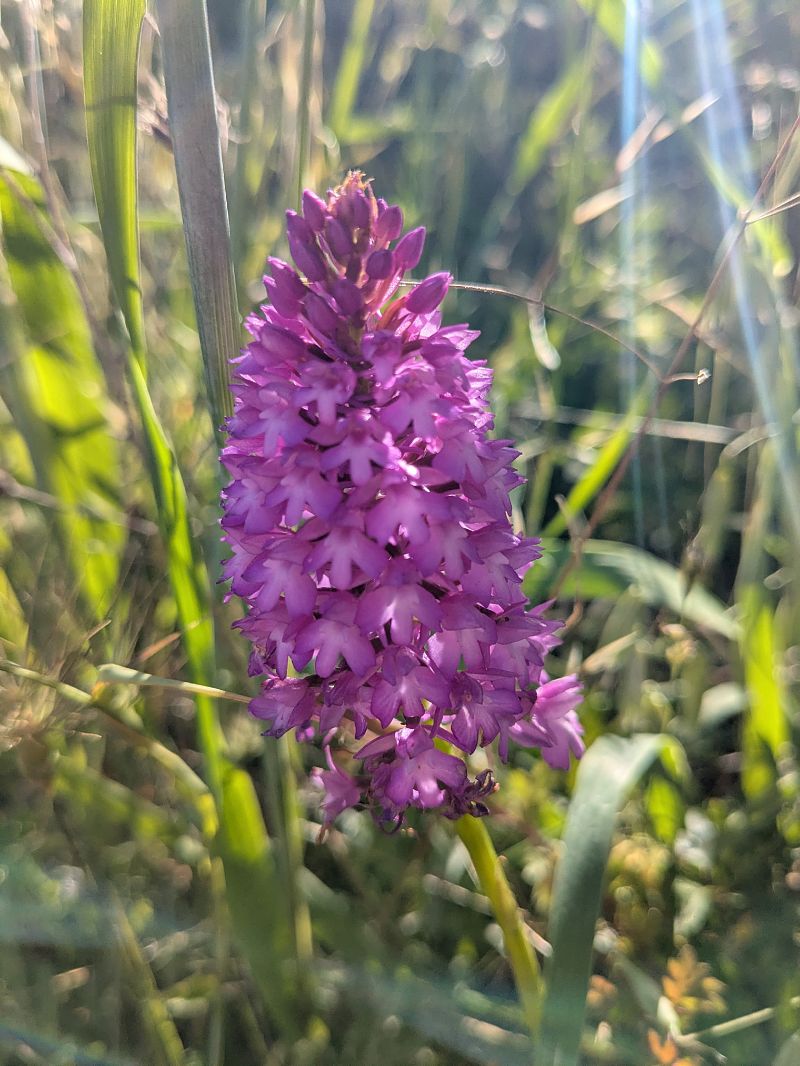 Anacamptis pyramidalis  - Claire Fremeaux