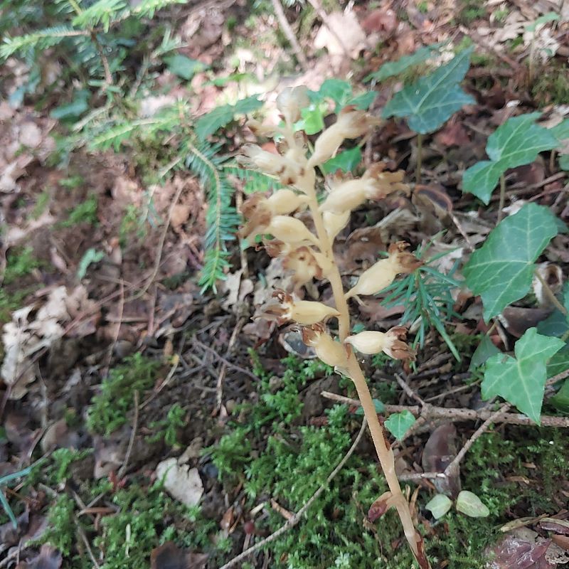 Neottia nidus-avis  - Christiane Geneix
