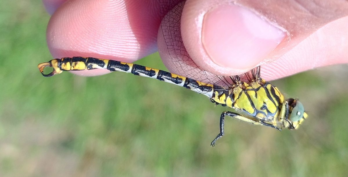 Onychogomphus forcipatus  - Battisti Andrea