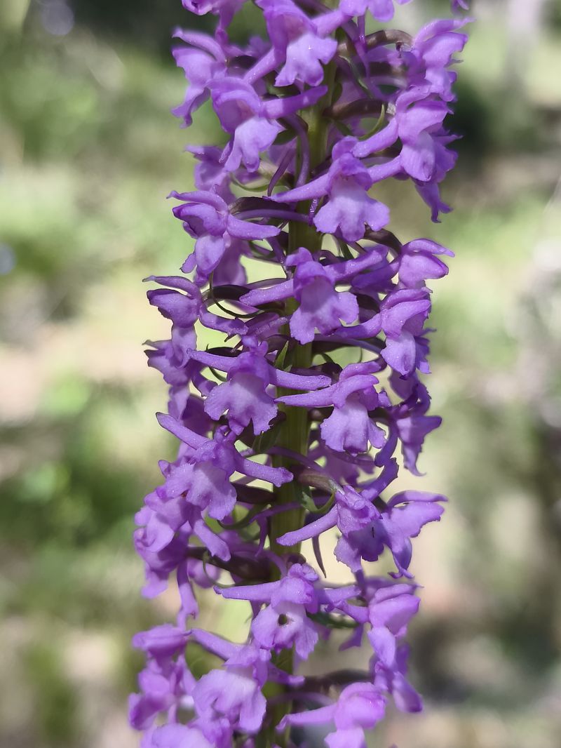 Gymnadenia conopsea  - Richard Fay