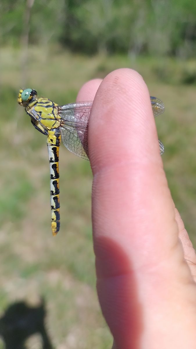 Onychogomphus forcipatus  - Battisti Andrea