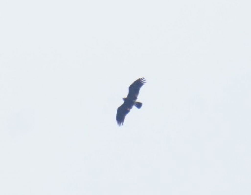Steinadler  - Monika Żochowska