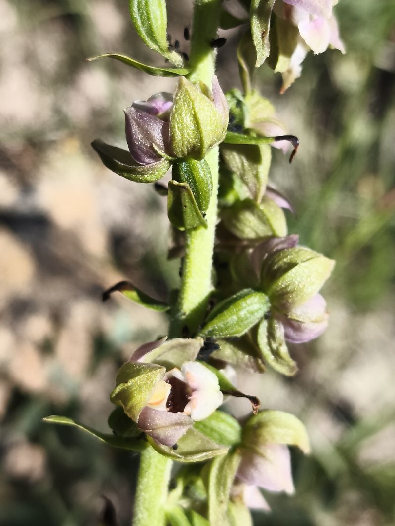 Epipactis helleborine subsp. tremolsii  - Richard Fay