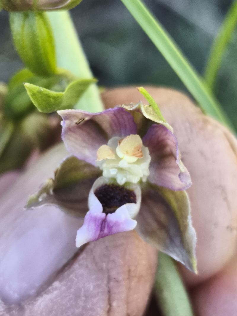 Epipactis helleborine subsp. tremolsii  - Richard Fay
