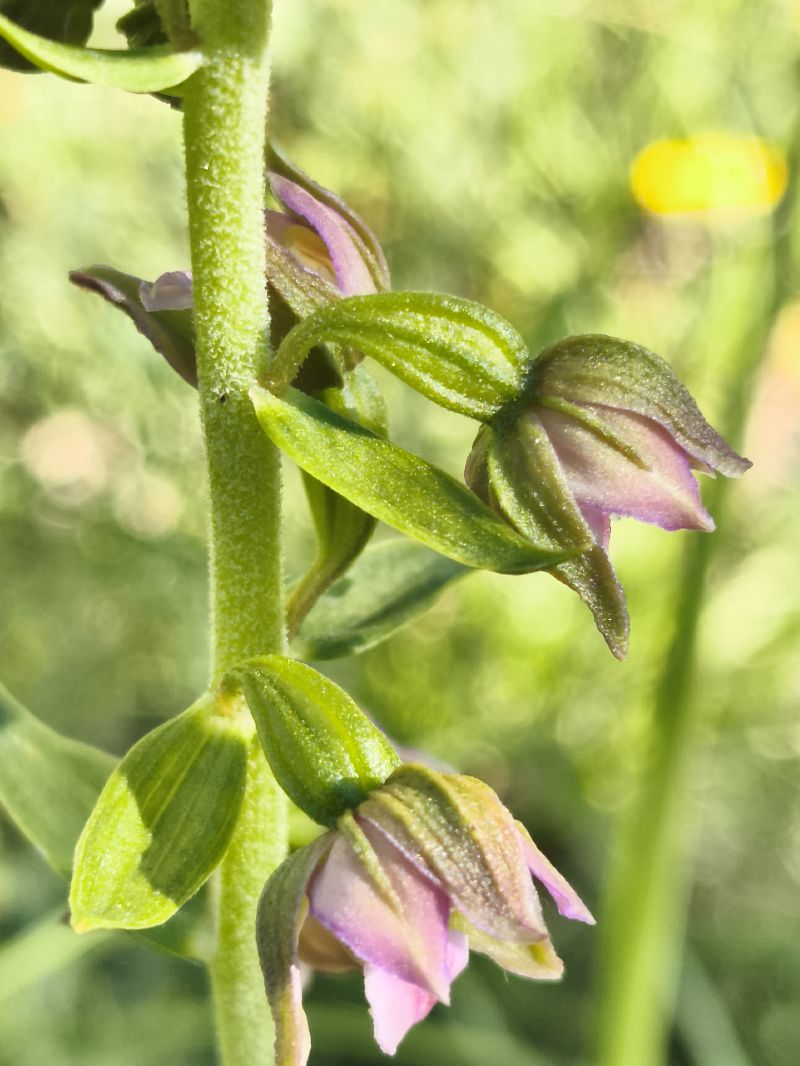 Epipactis helleborine subsp. tremolsii  - Richard Fay