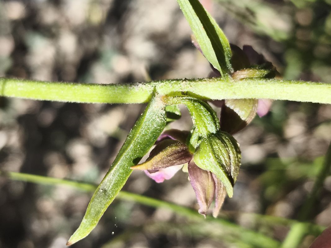 Epipactis helleborine subsp. tremolsii  - Richard Fay