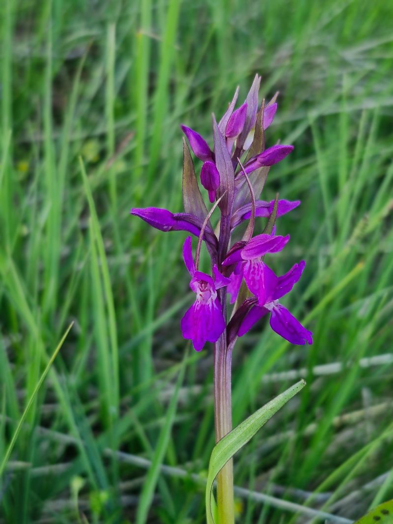Dactylorhiza parvimajalis  - Laurent Bignon