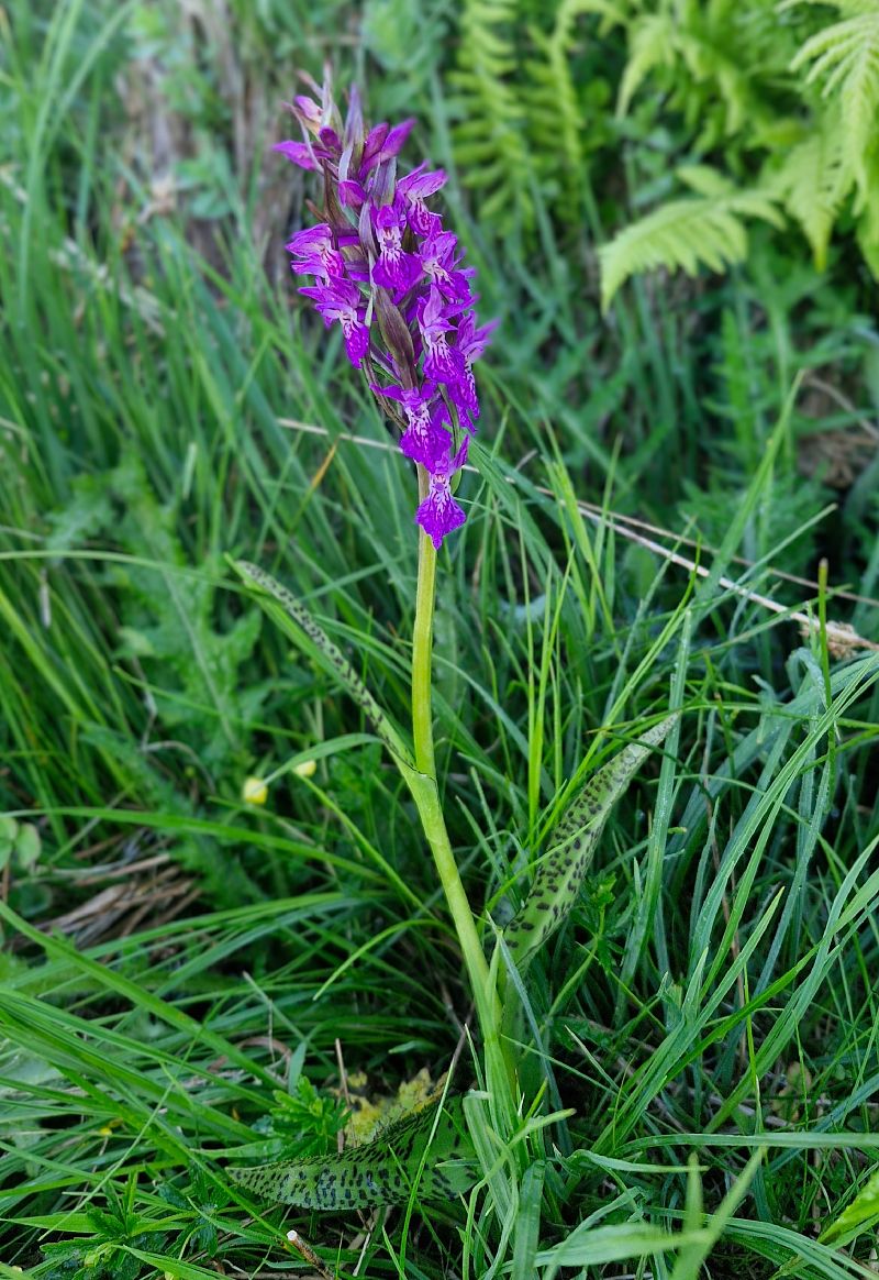 Dactylorhiza parvimajalis  - Laurent Bignon