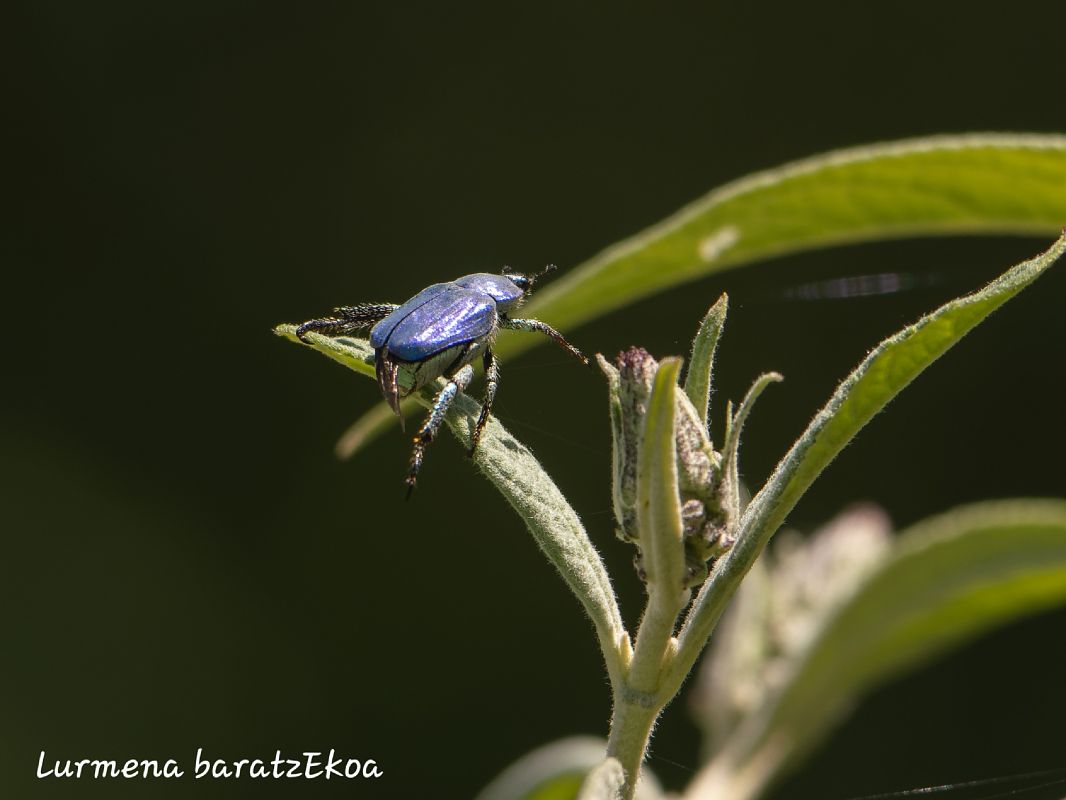 Hoplia coerulea  - Mikel Etxegarai
