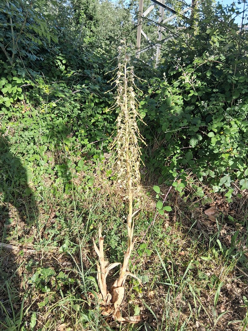 Himantoglossum hircinum  - Eraztun Berdeko Basozainak Guardas Anillo Verde
