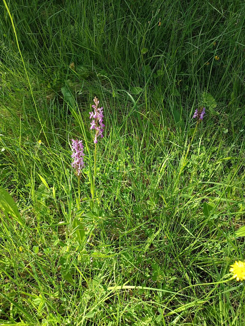 Dactylorhiza elata  - Antoni Sunyer