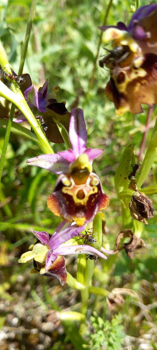 Ophrys fuciflora  - Gerard Chassan