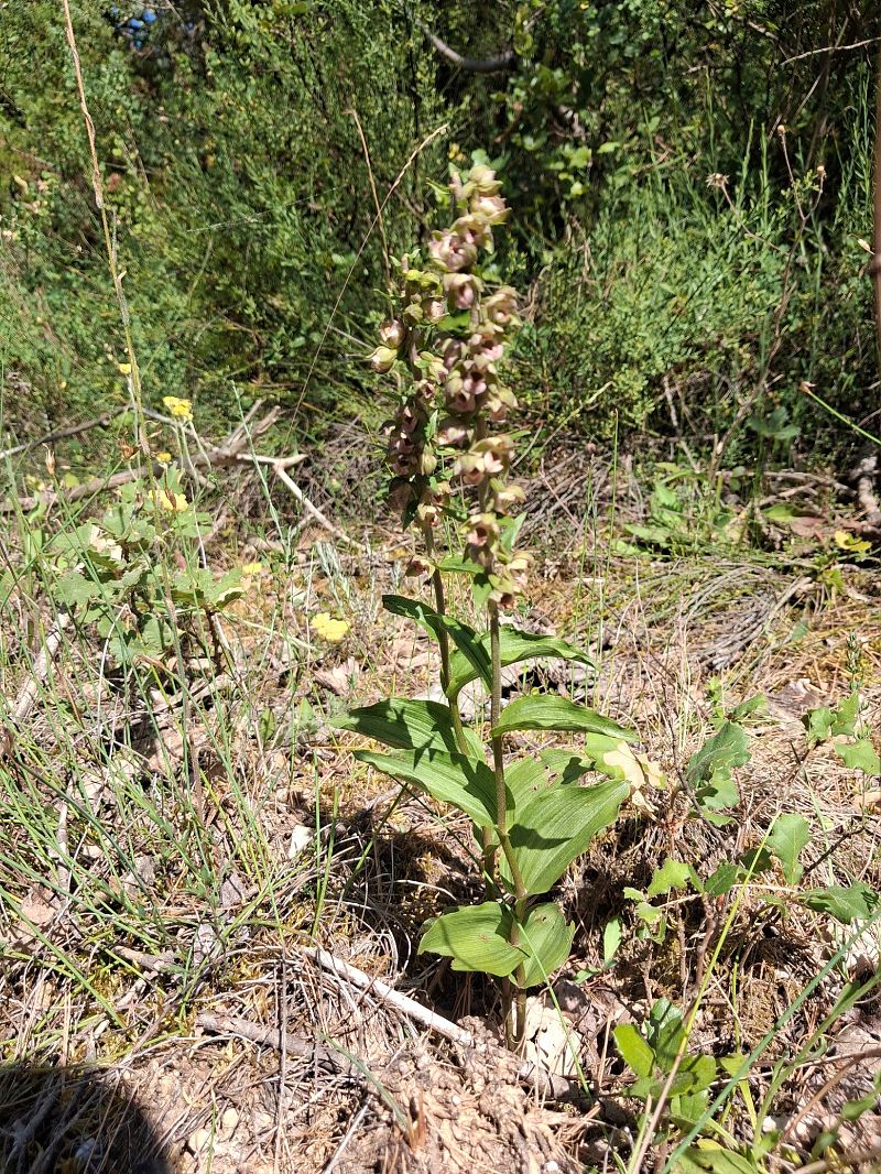 Epipactis helleborine  - Patrick Serra