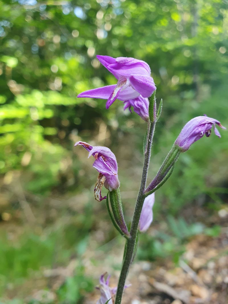 Cephalanthera rubra  - Michel Jegou