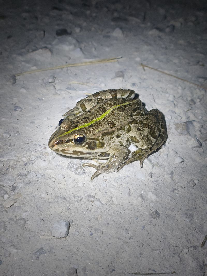 Rana esculenta o Rana di Lessona  - Salvo Restivo