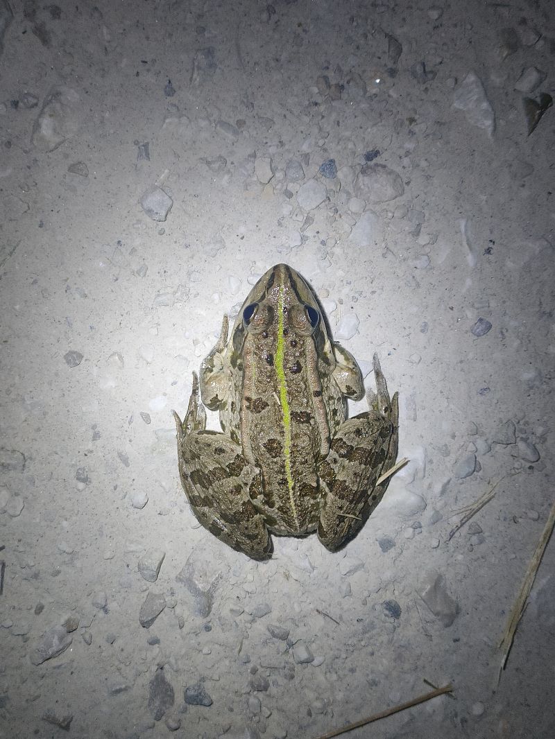Edible or Pool Frog  - Salvo Restivo