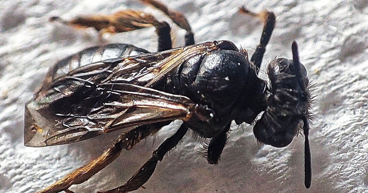 Panurgus calcaratus  - Maurizio Guzzinati (FVG)
