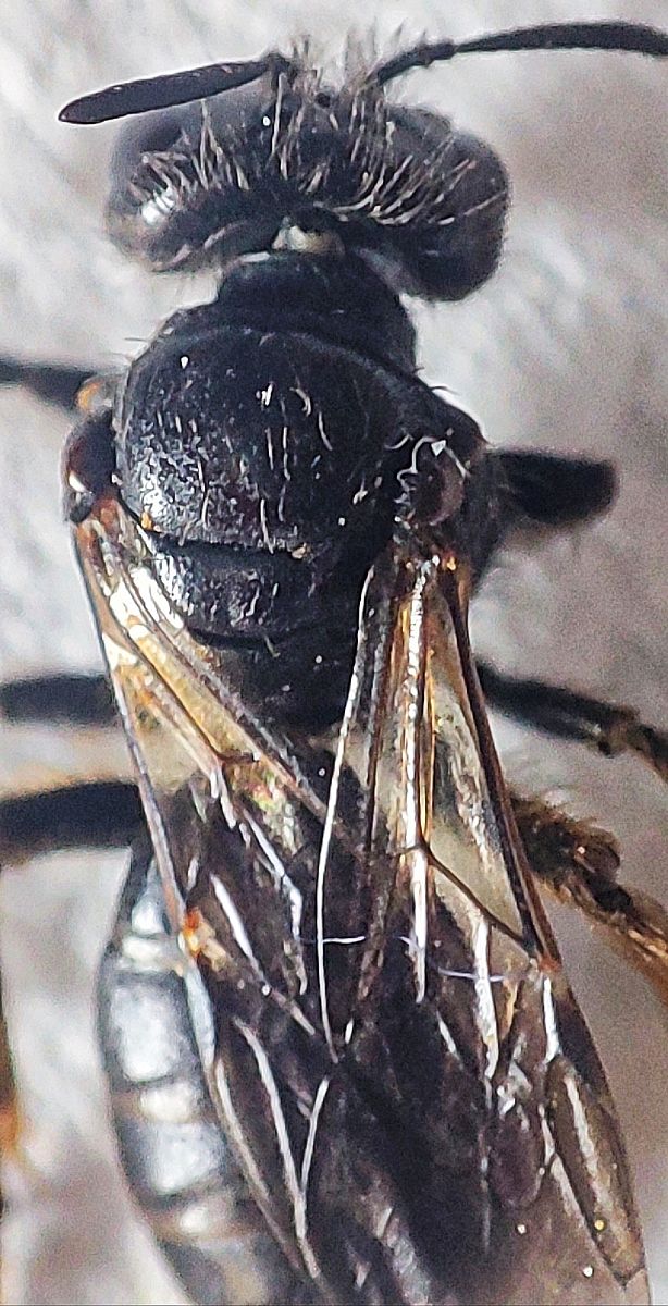 Panurgus calcaratus  - Maurizio Guzzinati (FVG)
