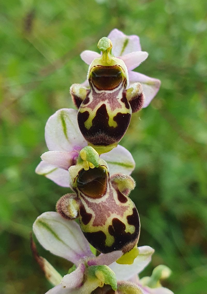 Ophrys scolopax  - Michel Jegou