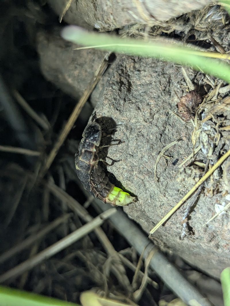 Lampyris noctiluca  - Segimon Rovira Comas