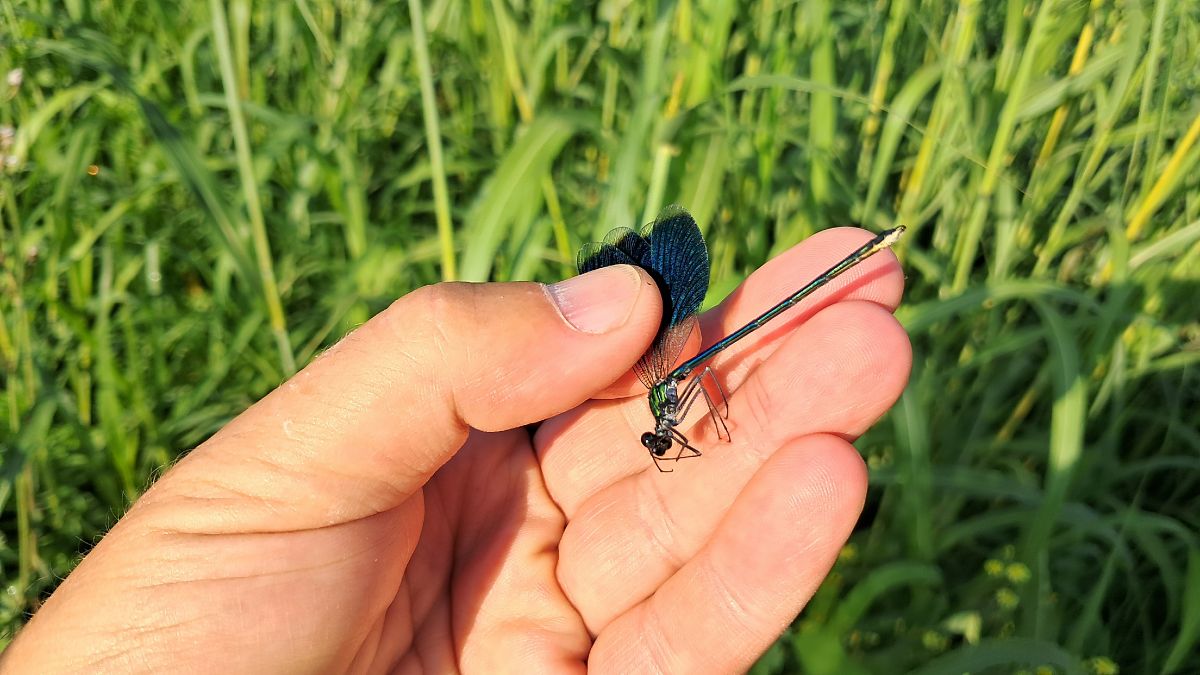 Calopteryx splendens  - Roberto Fabbri