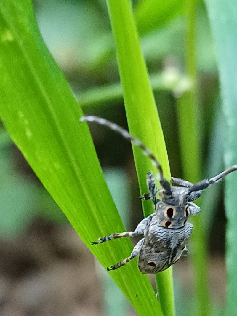 Mesosa curculionoides  - Sara Stella (FVG)