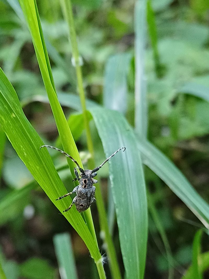 Mesosa curculionoides  - Sara Stella (FVG)
