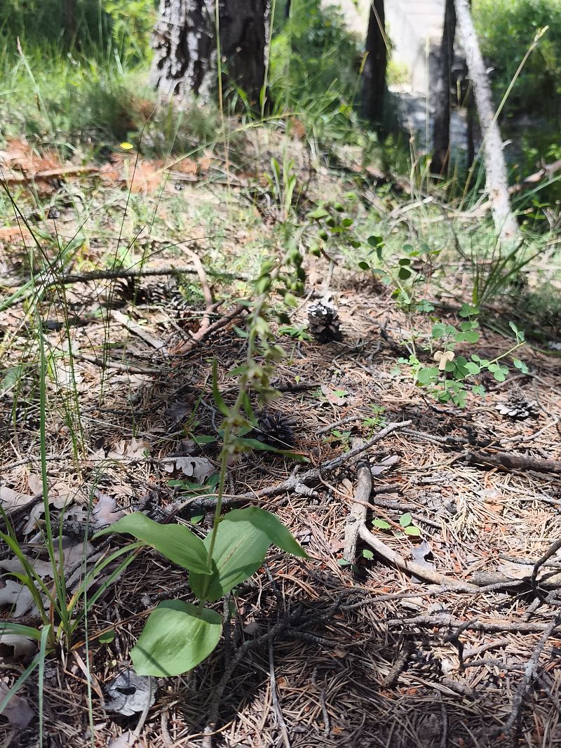 Epipactis helleborine subsp. tremolsii  - Richard Fay