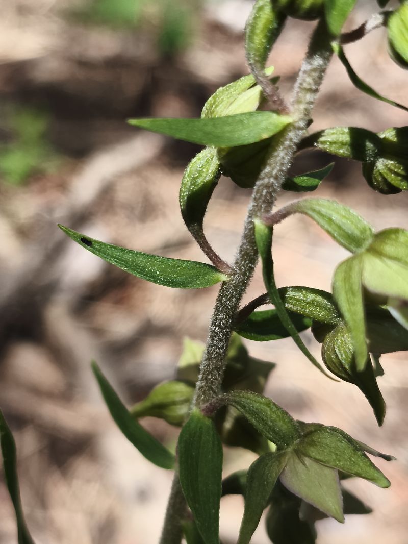 Epipactis helleborine subsp. tremolsii  - Richard Fay