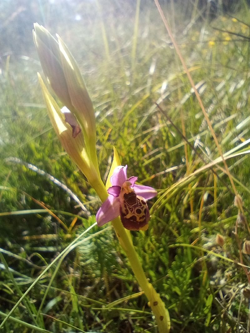 Ophrys gresivaudanica  - Huguet Didier