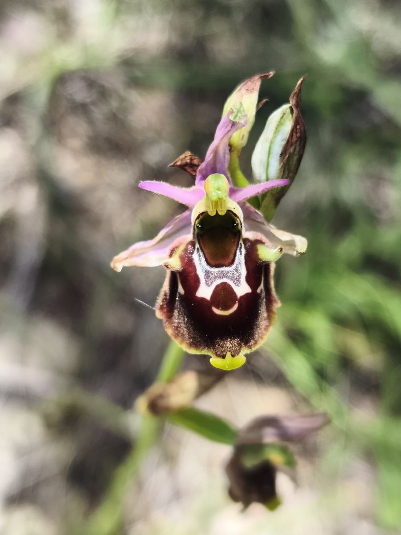 Ophrys fuciflora subsp. souchei  - Richard Fay