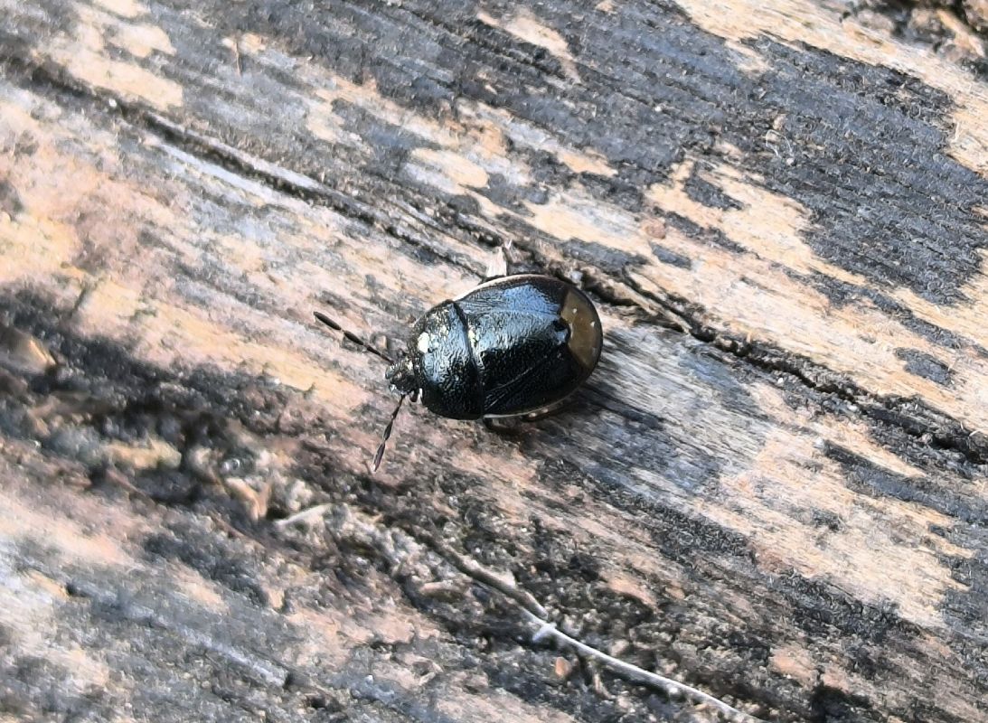 Legnotus limbosus  - Mirko Tomasi