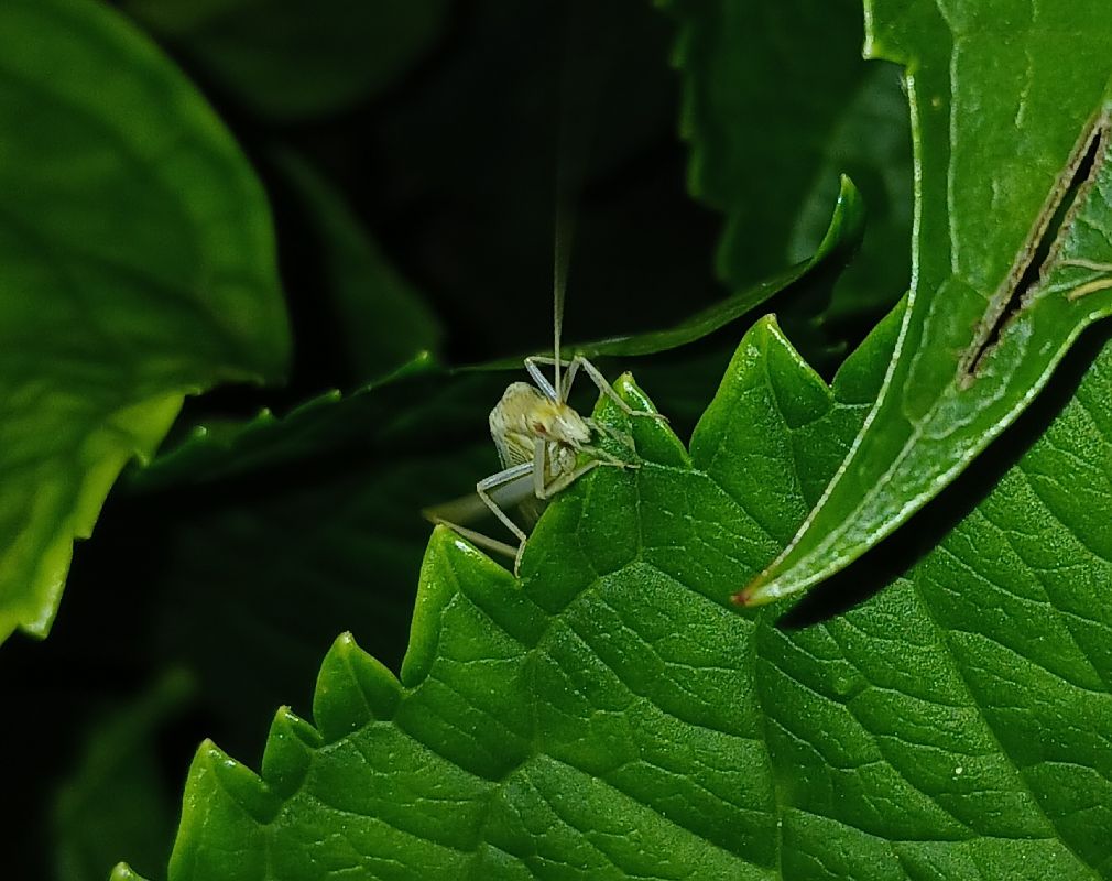 Oecanthus dulcisonans  - Jesus Aparicio Fernández