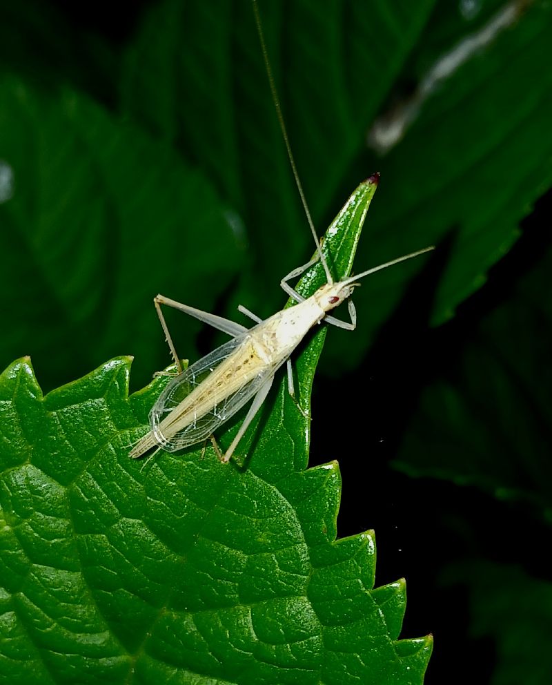 Oecanthus dulcisonans  - Jesus Aparicio Fernández