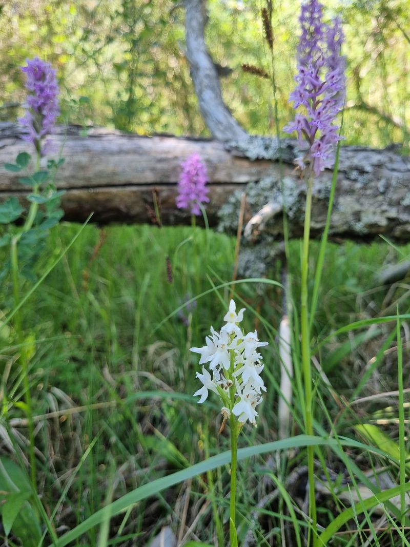 Dactylorhiza cyrnea  - Guillaume Durand