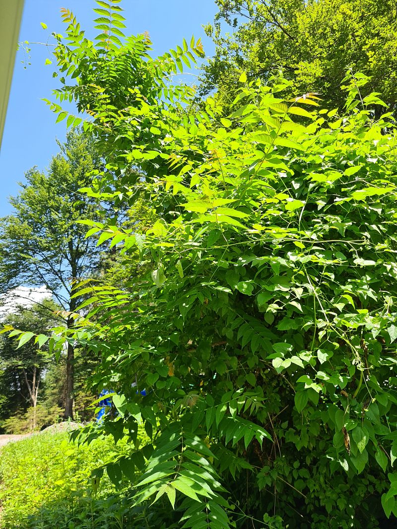 Ailanthus altissima  - Ilaria Antoniutti (FVG)