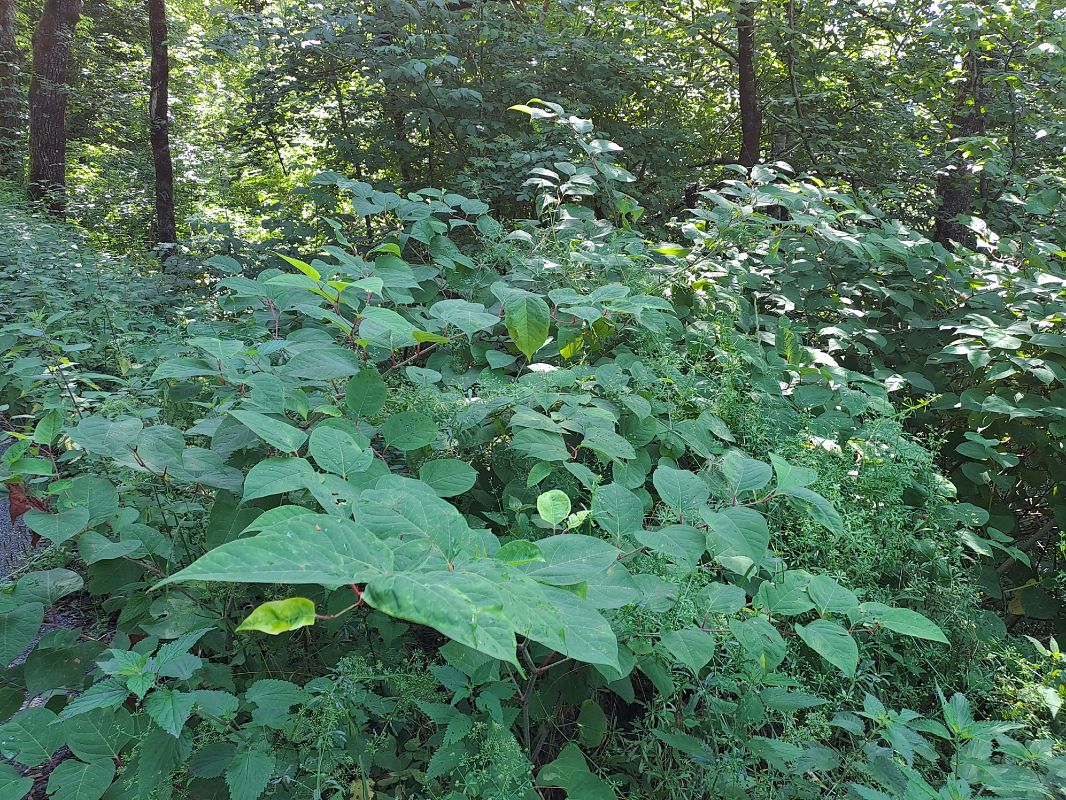 Fallopia japonica  - Filippo Vanone (FVG)
