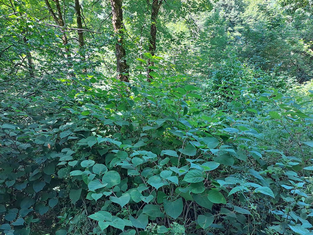 Fallopia japonica  - Filippo Vanone (FVG)