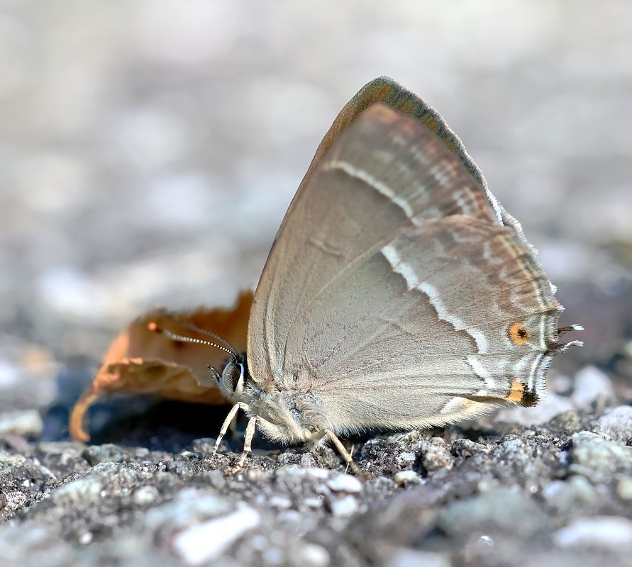 Favonius quercus  - Alberto Cosso