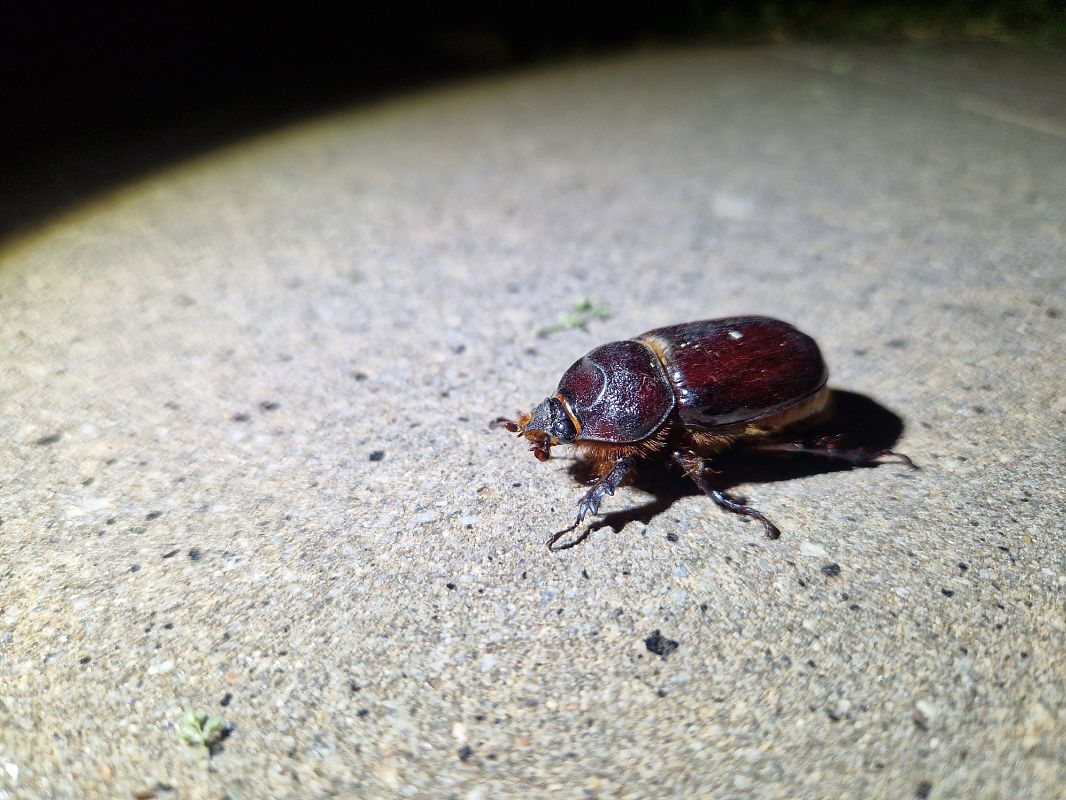 Oryctes nasicornis  - Jana Marco