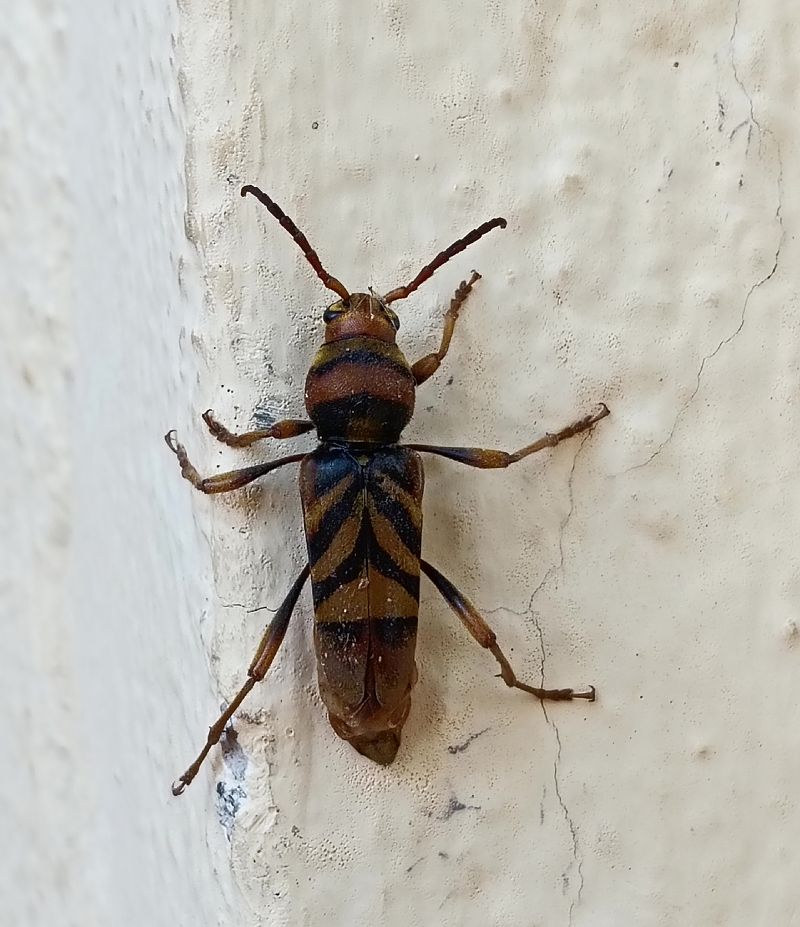 Xylotrechus chinensis  - Toni Alonso Jardí
