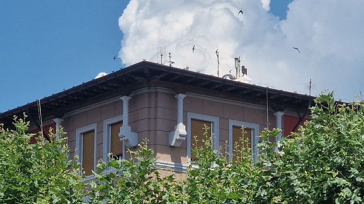 Rondone comune  - Paolo Pietrobon (FVG)