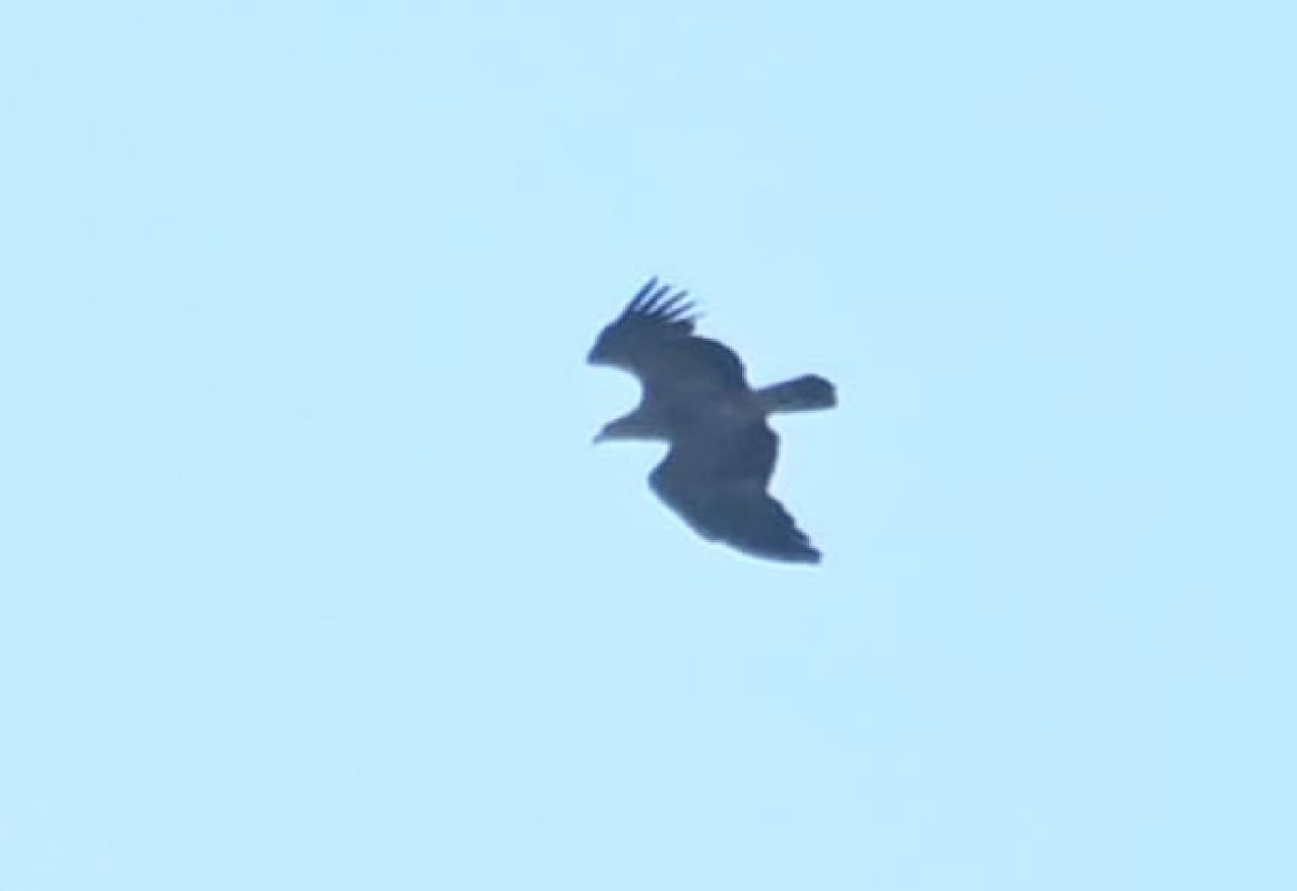 Kaiseradler  - Rafał Fudalej