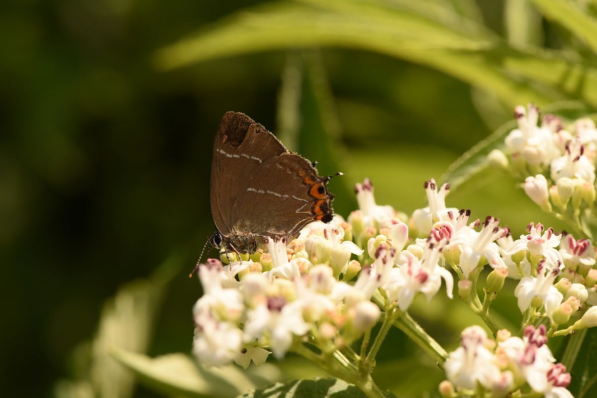 Satyrium w-album  - Alberto Manganaro