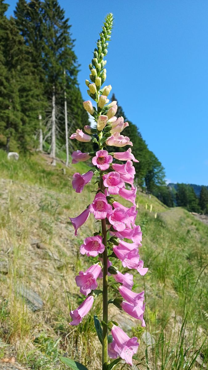 Digitalis sp.  - Angelo Sinuello (FVG)